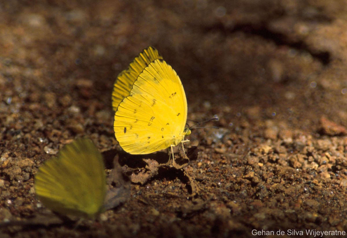 Eurema blanda Boisduval, 1836